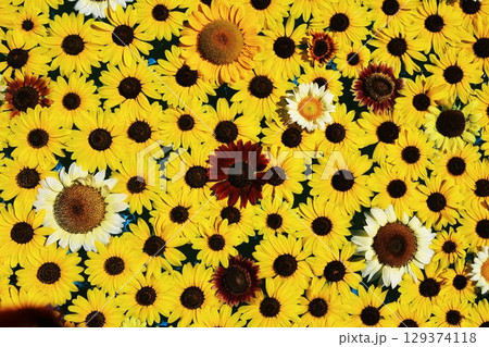 ひまわり3661 129374118