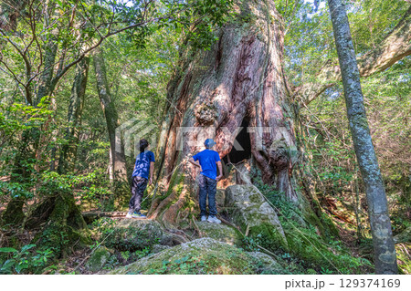 屋久島白谷雲水峡の屋久杉二代大杉(8月)観光客に人気 屋久島白谷雲水峡の屋久杉二代大杉(8月)観光客に人気 129374169