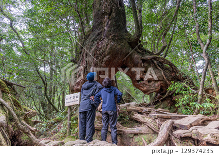 くぐり杉屋久杉　屋久島白谷雲水峡(8月)くぐると願いが叶う 129374235