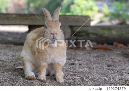 どすこいウサギの記念撮影 129374279