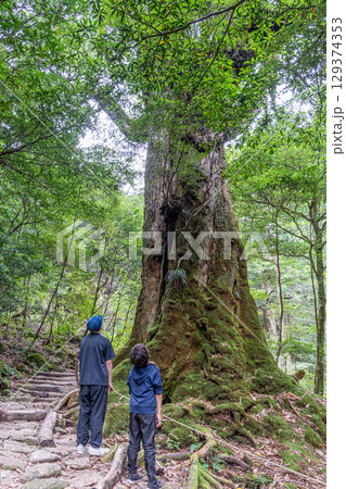 七本杉屋久杉 屋久島白谷雲水峡(8月)観光客に人気の杉 七本杉屋久杉 屋久島白谷雲水峡(8月)観光客に人気の杉 129374353