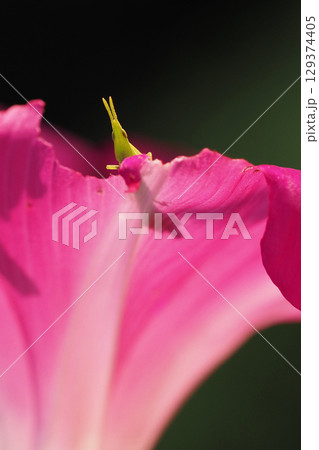 アサガオの花びらを食べるバッタの子供 129374405