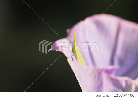 紫いろの朝顔の花とバッタの子供 129374406