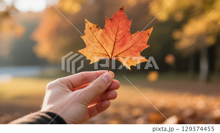 Close-up of hand holding orange maple leaf in autumn park with warm golden sunlight 129374455