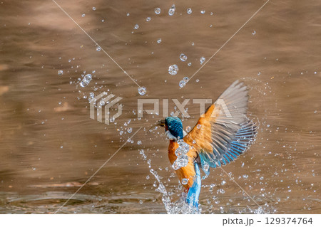 飛び出すカワセミ 129374764
