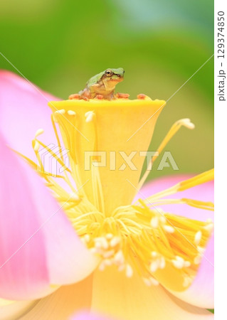 アマガエルと蓮7314 129374850