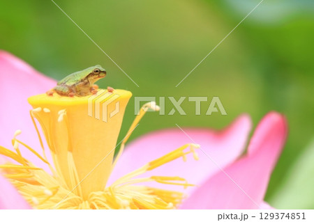 アマガエルと蓮7353 129374851