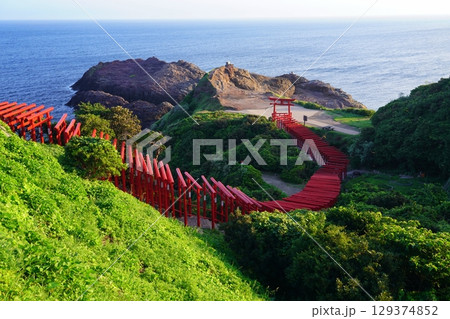 赤い鳥居　　元乃隅神社246 129374852