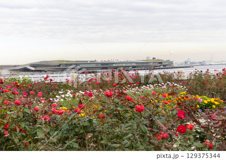 横浜・山下公園 バラのある風景 横浜・山下公園 バラのある風景 129375344