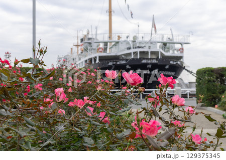 横浜・山下公園 バラのある風景 横浜・山下公園 バラのある風景 129375345