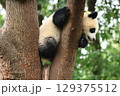 お気に入りの木の上の赤ちゃんパンダ 129375512