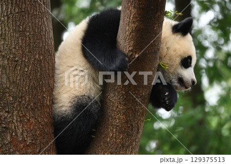 お気に入りの木の上の赤ちゃんパンダ 129375513