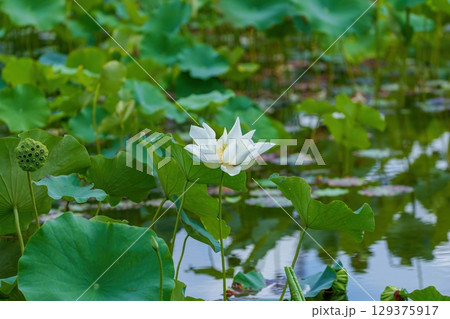 見頃を過ぎてもなお美しい白いハスの花 見頃を過ぎてもなお美しい白いハスの花 129375917