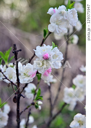 ハナモモの花 129375947
