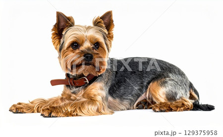 伏せるヨークシャーテリア 129375958