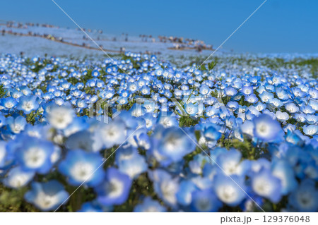 青い花 青い花 129376048
