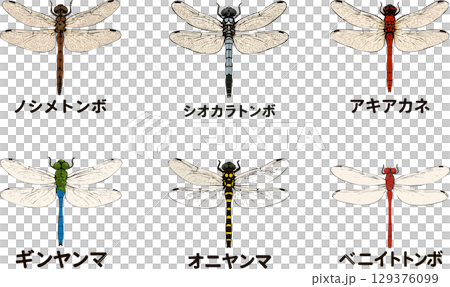 六種日本蜻蜓 129376099
