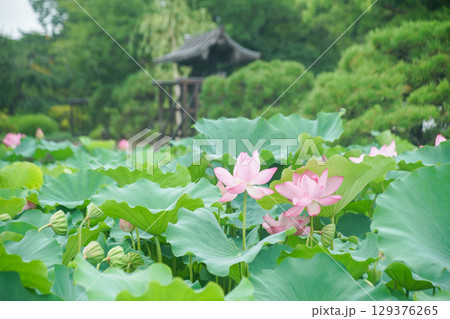 東寺の蓮花 129376265