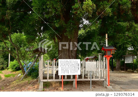 音羽山 清水寺の子持杉 129376314