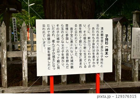 音羽山 清水寺の子持杉 129376315