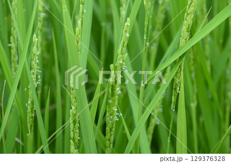 夏の田んぼの稲の花 お米の花 夏の田んぼの稲の花 お米の花 129376328