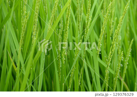 夏の田んぼの稲の花　お米の花 129376329