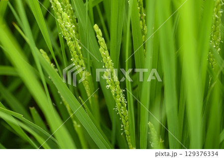 夏の田んぼの稲の花 お米の花 夏の田んぼの稲の花 お米の花 129376334
