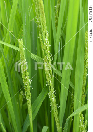 夏の田んぼの稲の花　お米の花 129376336