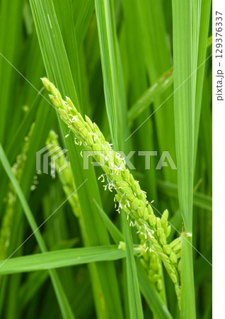 夏の田んぼの稲の花　お米の花 129376337