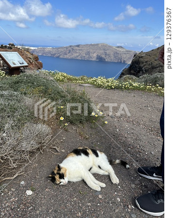 サントリーニー島の猫 サントリーニー島の猫 129376367