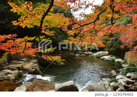 渓谷の岸辺で色とりどりに染まる紅葉 129376402