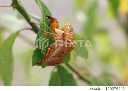 セミの抜け殻 129376443