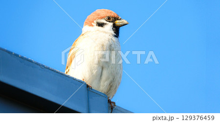 青空とスズメの風景 129376459