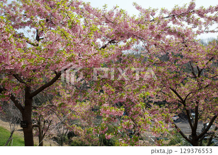 紅葉した桜の木 129376553
