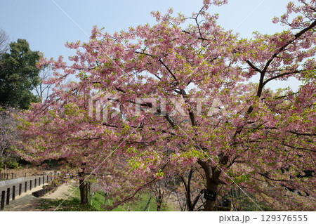桜のある風景 129376555