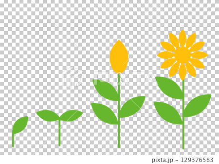 Set of simple growing yellow flowers Set of simple growing yellow flowers 129376583