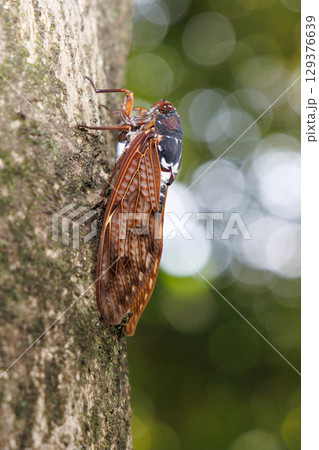 木に止まるアブラゼミ 129376639