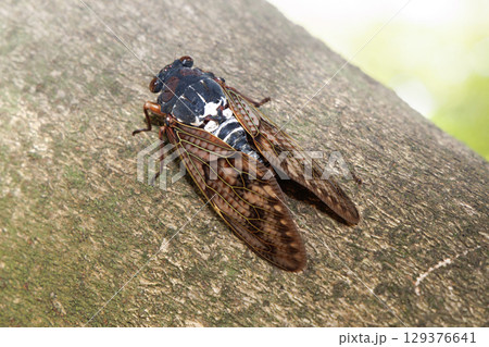 木に止まるアブラゼミ 木に止まるアブラゼミ 129376641