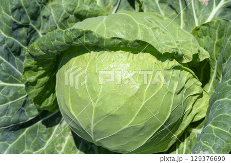 キャベツ　葉物　葉物野菜 129376690