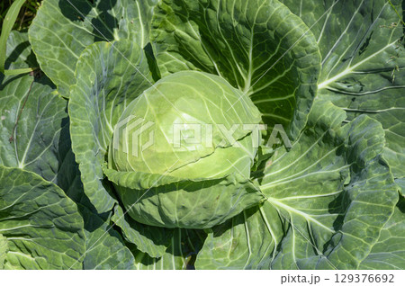 キャベツ　葉物　葉物野菜 129376692