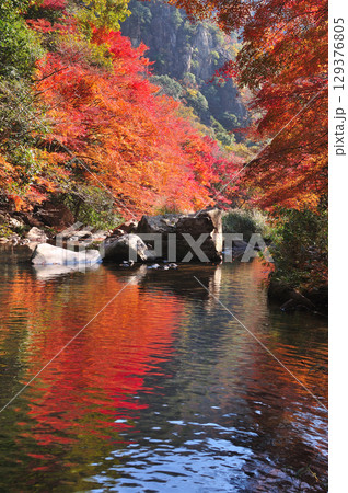 紅葉した木々がきれいに色づいている 紅葉した木々がきれいに色づいている 129376805