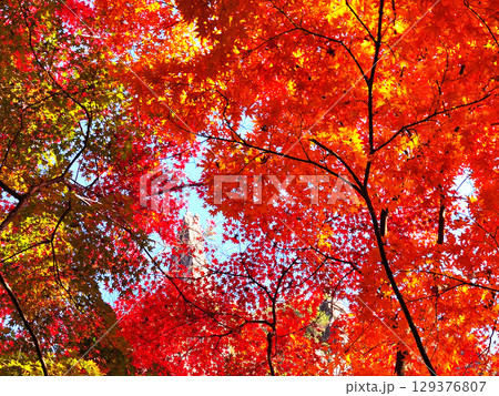 真っ赤な紅葉 真っ赤な紅葉 129376807