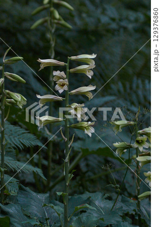 オオウバユリ オオウバユリ 129376860