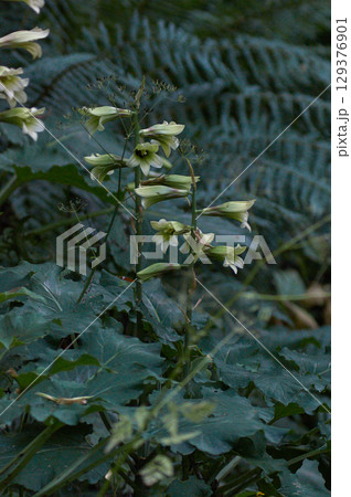 オオウバユリ オオウバユリ 129376901