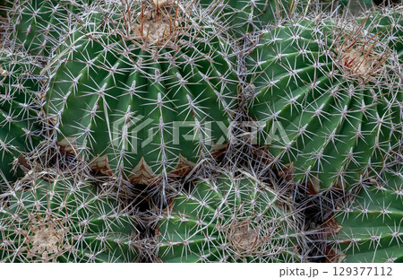 サボテン フェロカクツス・ポトシー【多肉植物】 129377112
