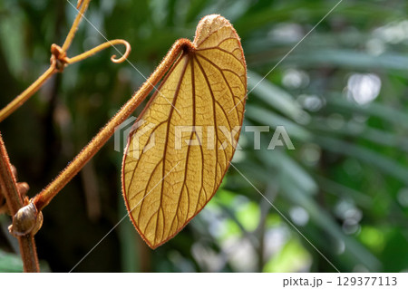 バウヒニア・アウレイフォニアの造形的な葉 バウヒニア・アウレイフォニアの造形的な葉 129377113