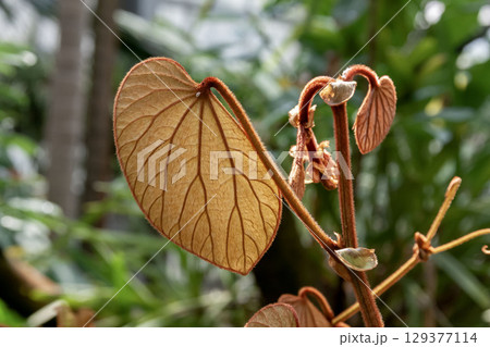 バウヒニア・アウレイフォニアの造形的な葉 129377114