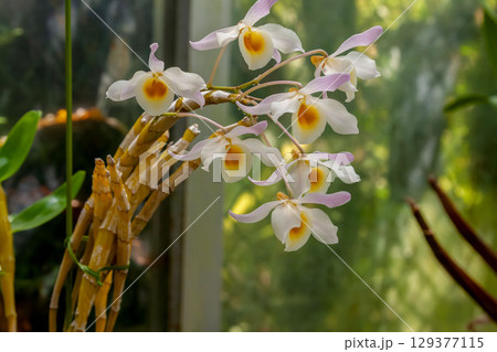 デンドロビューム　ファーメリー　‘ハラダ’ 129377115