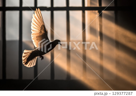 Majestic Bird Taking Flight from Open Space in Soft Light and Shadow Majestic Bird Taking Flight from Open Space in Soft Light and Shadow 129377287