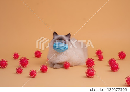 Fluffy Cat Wearing Blue Surgical Mask Surrounded by Red Virus Models on Yellow Background Fluffy Cat Wearing Blue Surgical Mask Surrounded by Red Virus Models on Yellow Background 129377396